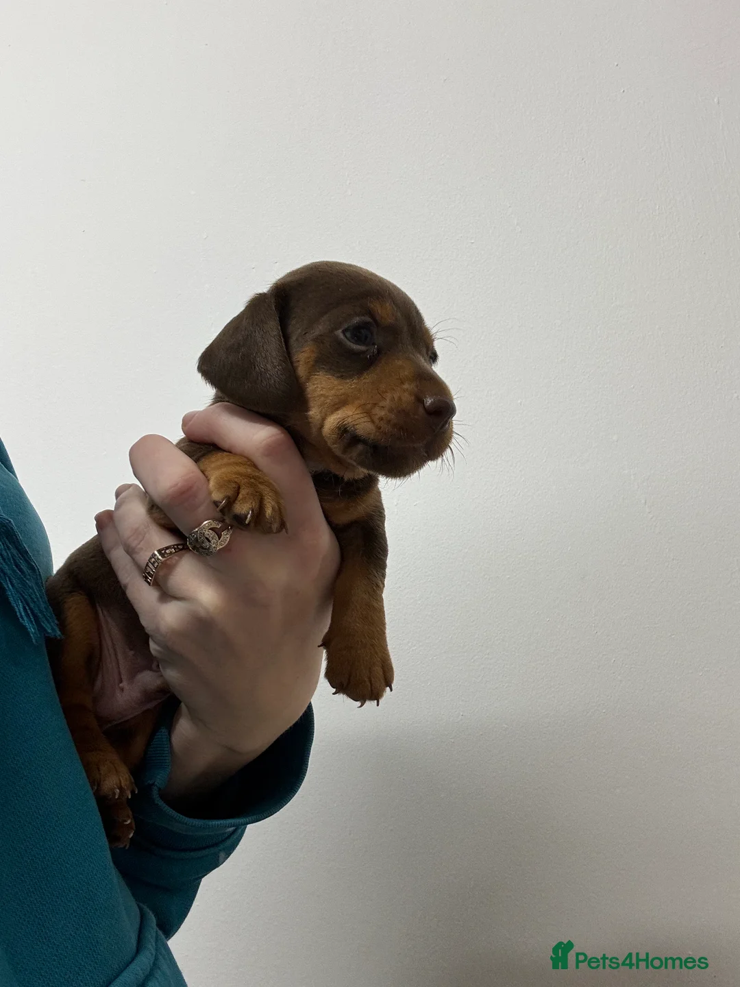 Jackshund dogs for sale:  miniature dachshund x jack Russel puppies  - Advert 5