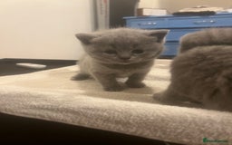 British Shorthair cats for sale: Beautiful British Shorthair 12 weeks - Image 10