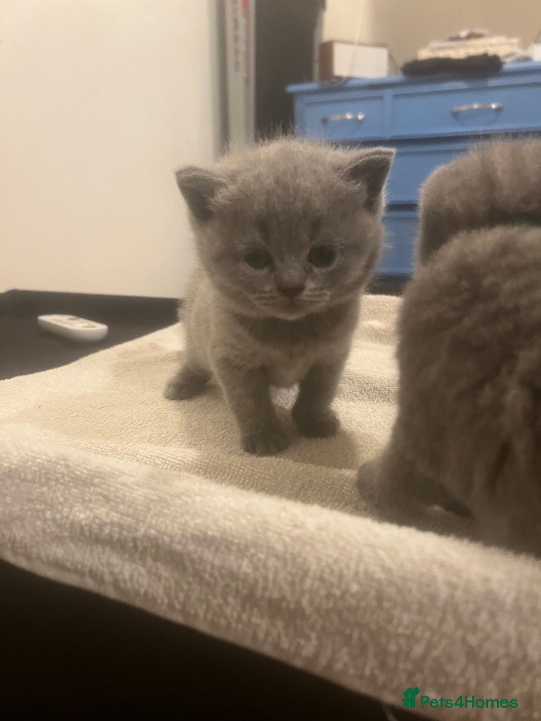 British Shorthair cats for sale: Beautiful British Shorthair 12 weeks - Image 10