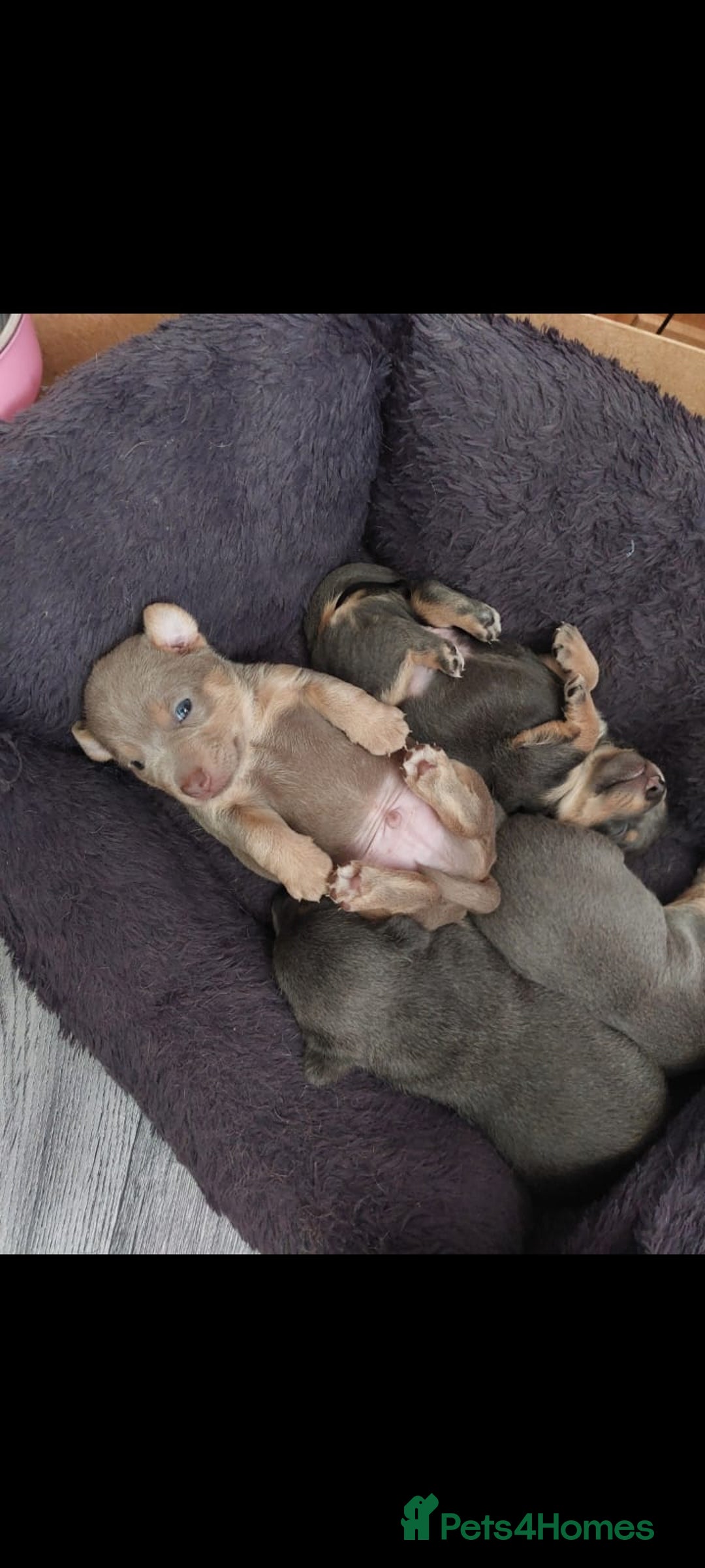 Jack Russell dogs for sale: Lilac/Blue Jack Russell puppies  in Hornchurch - Image 22