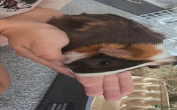 Guinea Pig rodents for sale: Male guinea - Image 2
