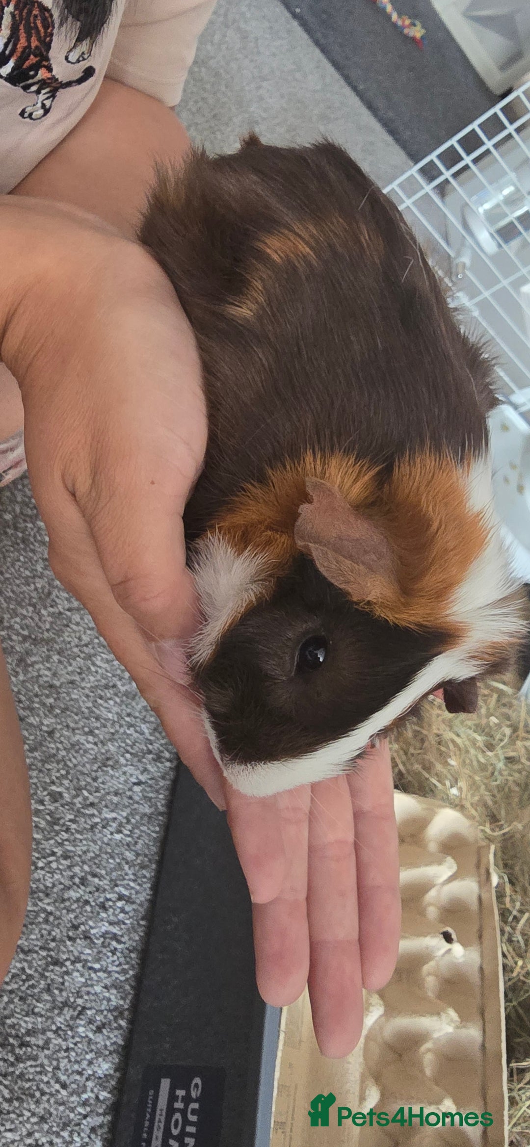 Guinea Pig rodents for sale: Male guinea - Image 2