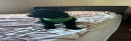 Miniature Poodle dogs for sale: Miniature Poodle - Advert 2