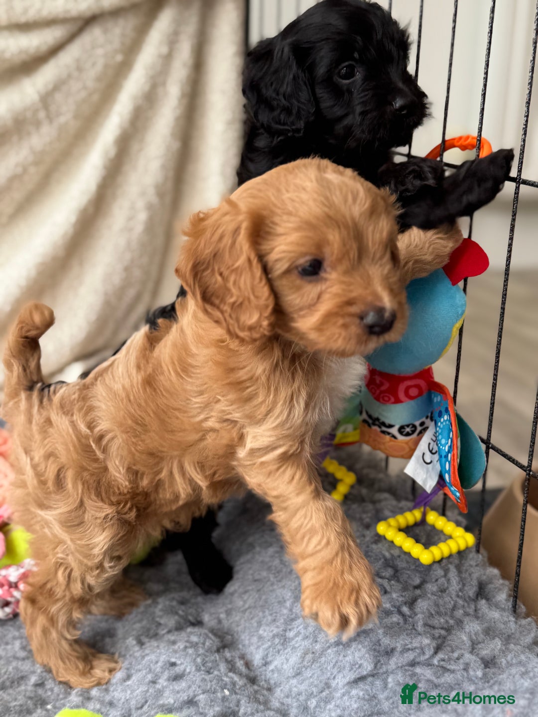 Cavapoo dogs for sale: Quality bred Cavapoo F1 - Image 5