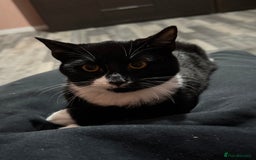 Mixed Breed cats for sale: For free 3 females kittens  - Advert 2