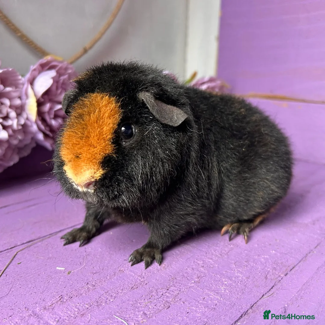 Guinea Pig rodents for sale: Pair Of Teddy Girls - Advert 1