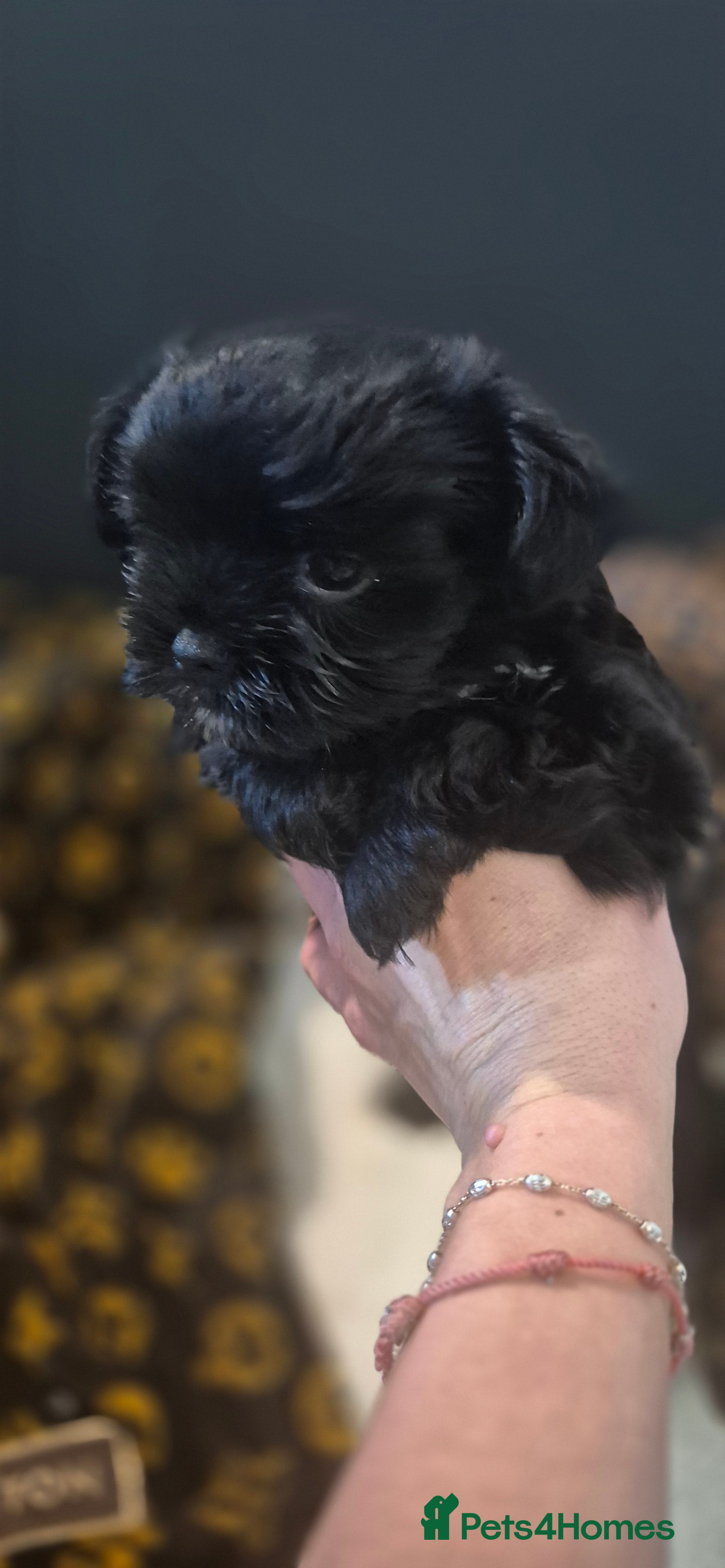 Yorkshire Terrier dogs Beautiful Biewer Yorkshire terrier puppies  - Advert 3