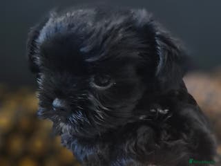 Yorkshire Terrier dogs Beautiful Biewer Yorkshire terrier puppies - Advert 11