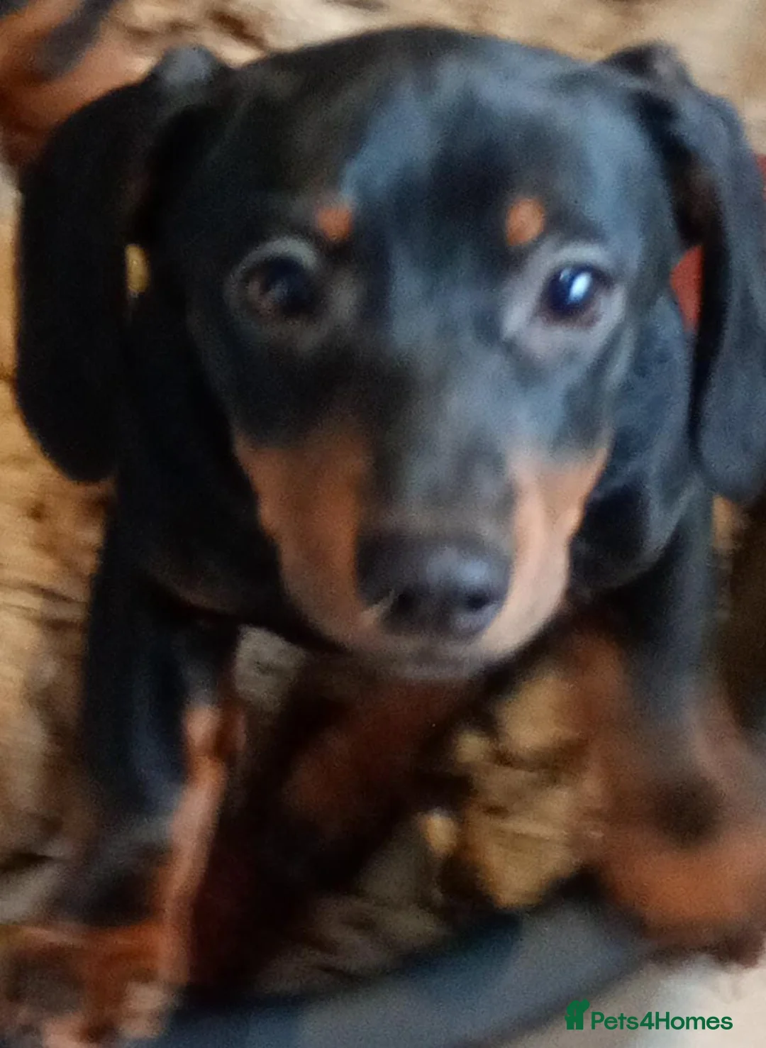 Dachshund dogs for sale: 3 beautiful dachshund for sale  - Advert 2