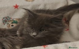 Maine Coon cats for sale: Beautiful Maine coon kittens - Image 9