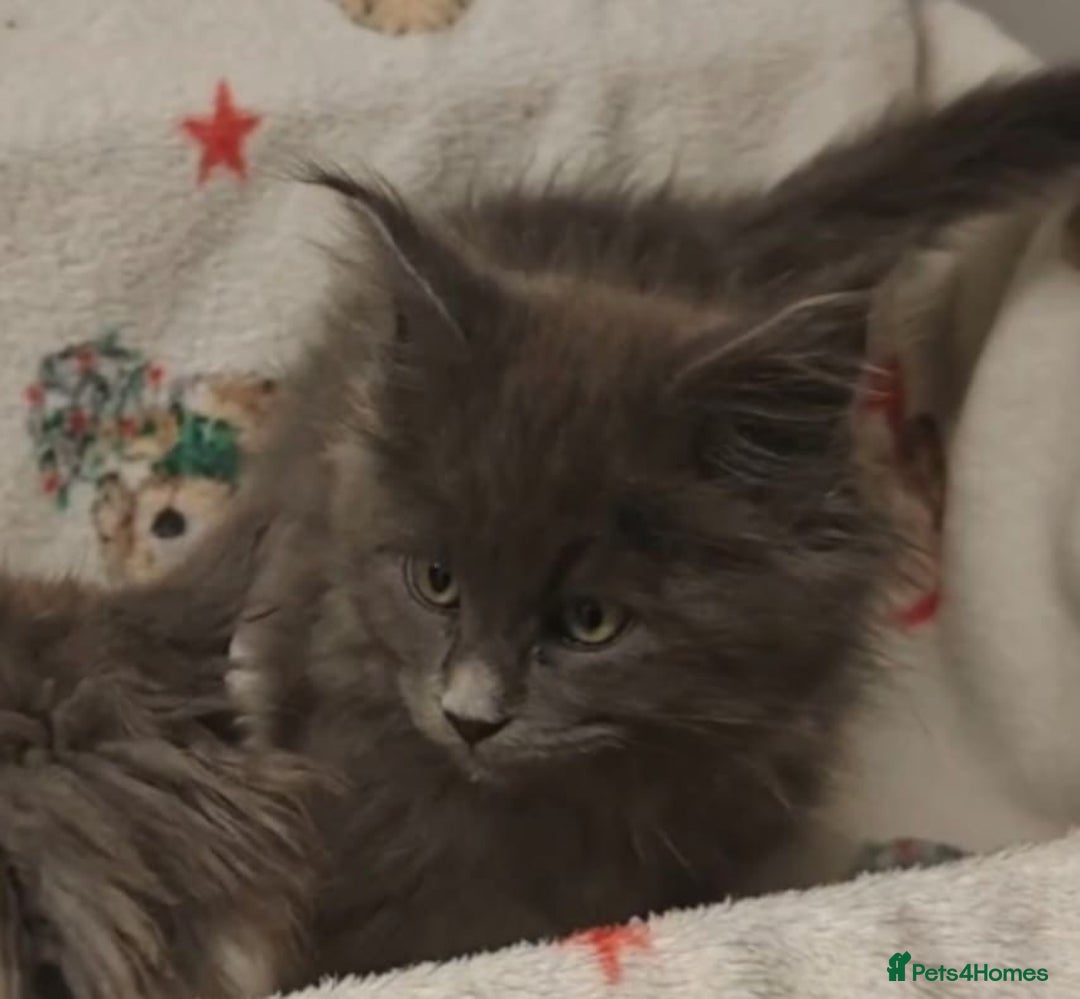 Maine Coon cats for sale: Beautiful Maine coon kittens - Image 9