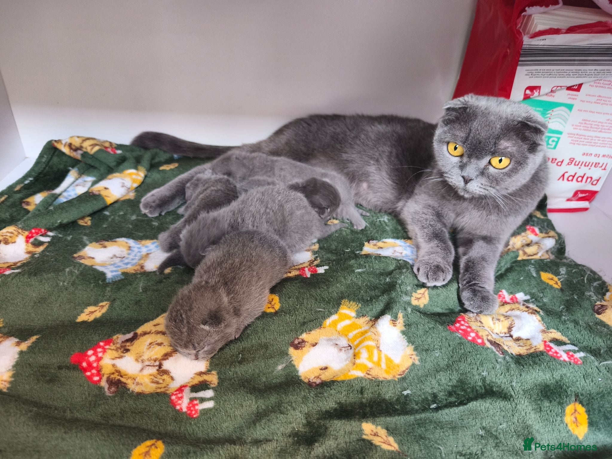 Scottish Fold cats Scottish fold  - Advert 4