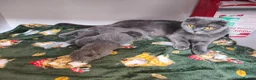 Scottish Fold cats for sale: Scottish fold  - Advert 1