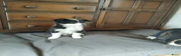 Border Collie dogs for sale: Border collies puppies - Advert 3