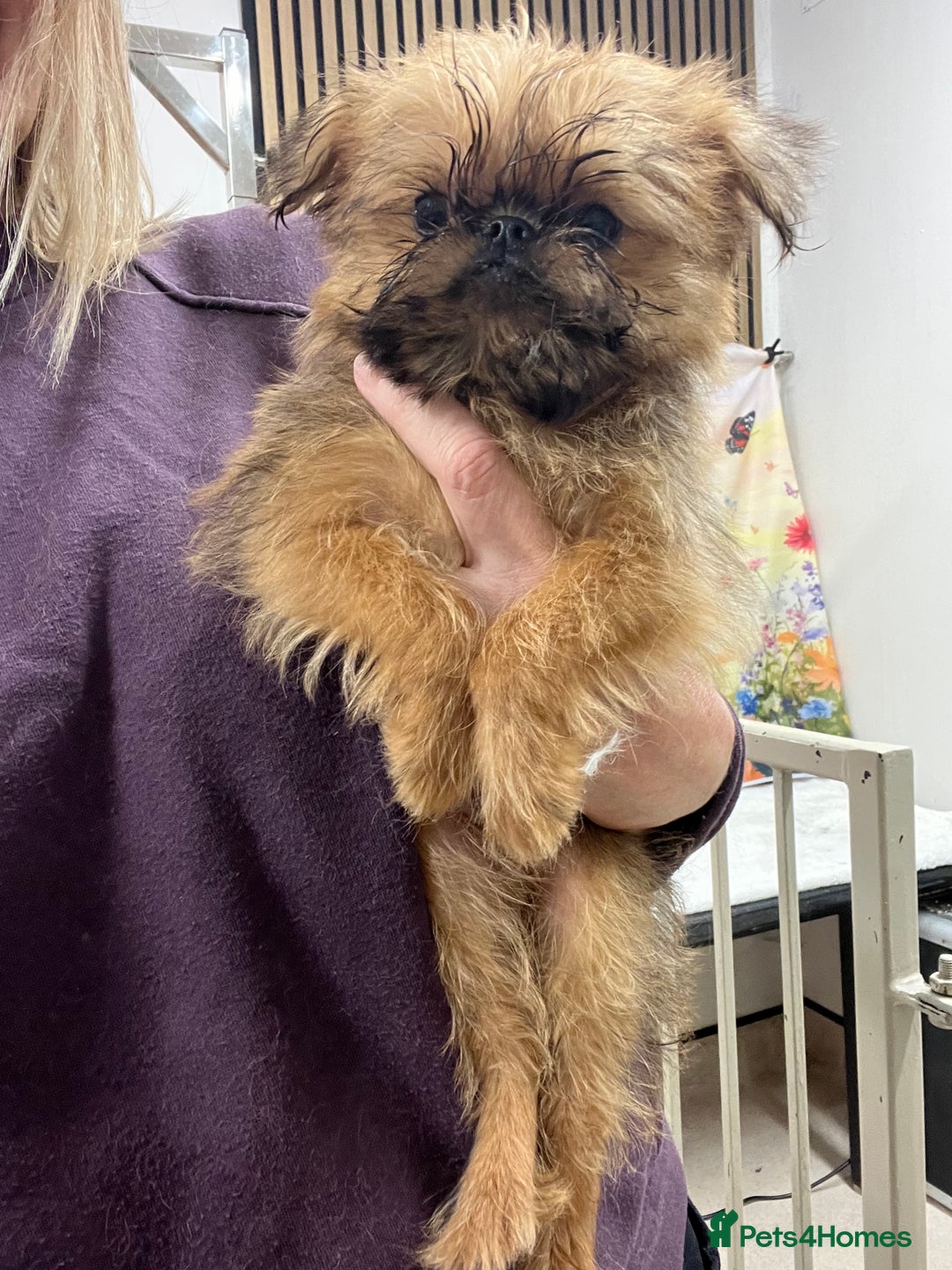 Griffon Bruxellois dogs for sale: Stunning red rough puppy  - Image 3