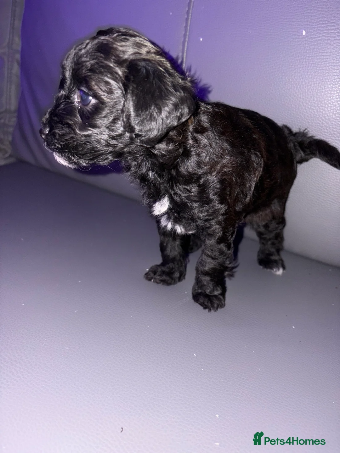 Shihpoo dogs for sale: ✨ REDUCED PRICE. Last Shihpoo Puppy Left  ✨ - Advert 12