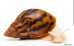 Snails invertebrates for sale: Tiger Stripe Albino Giant African Land Snails - Image 1