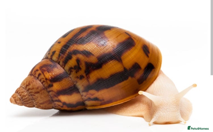 Snails invertebrates - Advert 1
