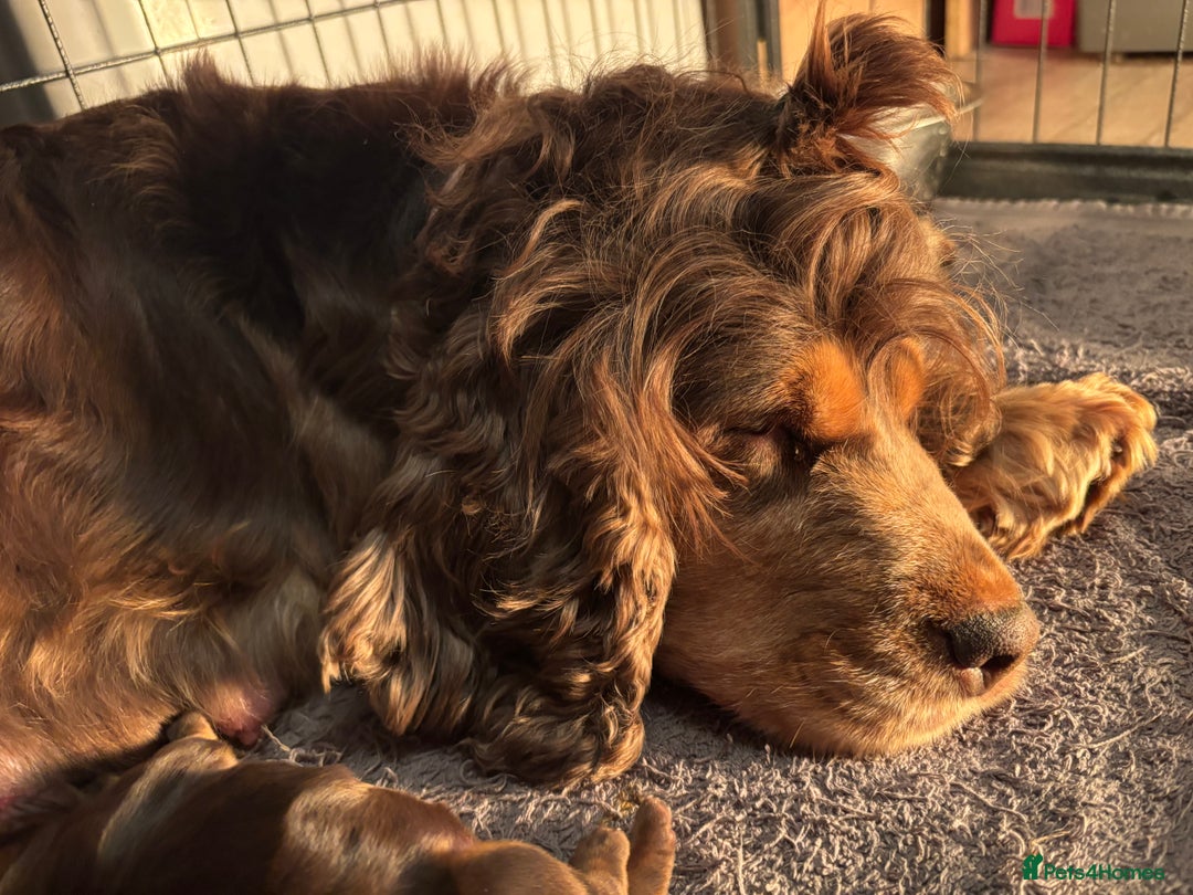 Cocker Spaniel dogs for sale: 🐾[Simbawood Lines]KC Show Cocker Spaniels🐾 - Advert 21