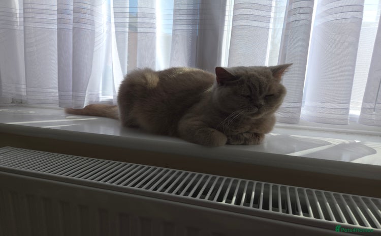 British Shorthair cats - Advert 14