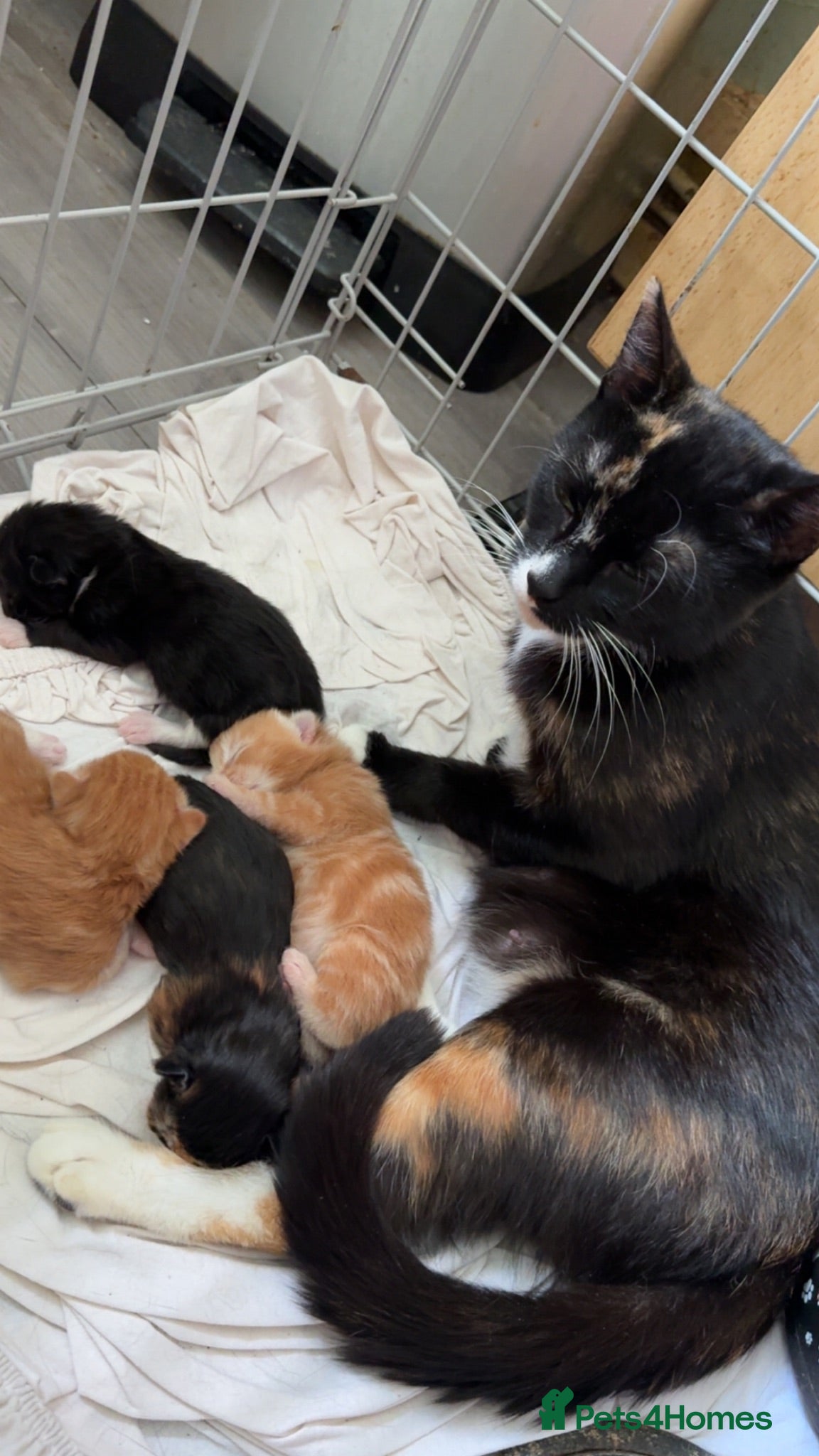 Mixed Breed cats Kittens - Advert 1