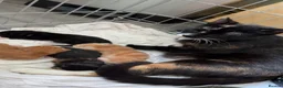 Mixed Breed cats for sale: Kittens - Advert 1