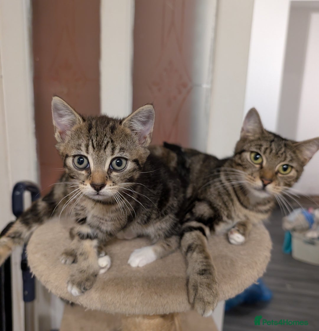 Mixed Breed cats for sale: Kitten  - Advert 1