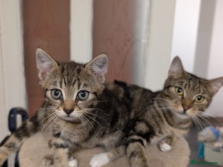 Mixed Breed cats Kitten - Advert 1