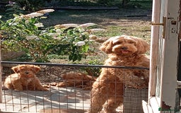 Cockapoo dogs for sale: Beautiful family of cockerpoos - Image 29