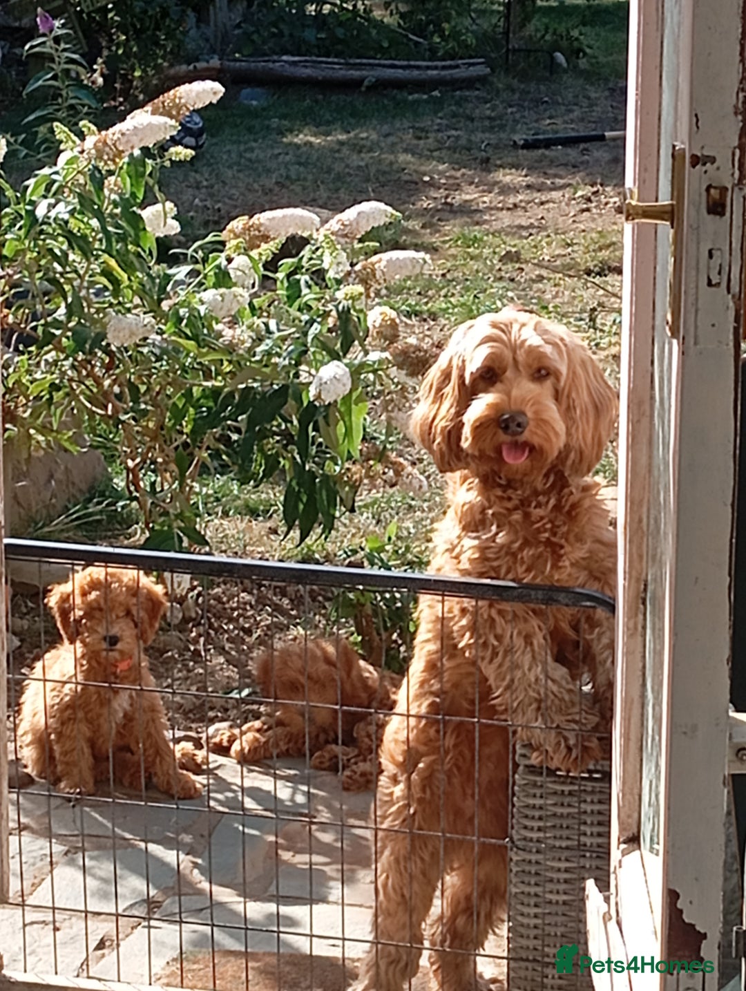 Cockapoo dogs for sale: Beautiful family of cockerpoos - Image 29