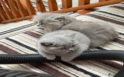 British Shorthair cats for sale: British Shorthair Kittens - Image 12