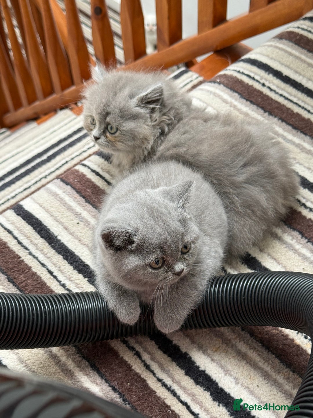 British Shorthair cats for sale: British Shorthair Kittens - Image 12