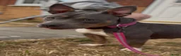 American Bully dogs for sale: Pocket bully for sale  - Advert 2