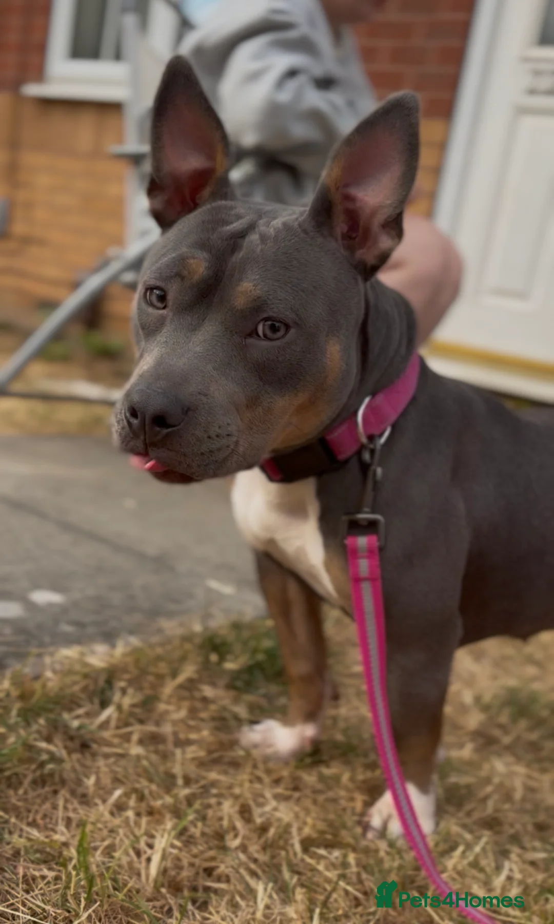 American Bully dogs for sale: Pocket bully for sale  - Advert 2
