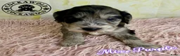 Cockapoo dogs for sale: 🩶 Outstanding Merle F1 Cockapoo Puppies 🖤 - Advert 4
