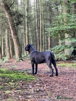 Cane Corso dogs Yuki X Aries Russian Champ Bloodline Puppies - Advert 6