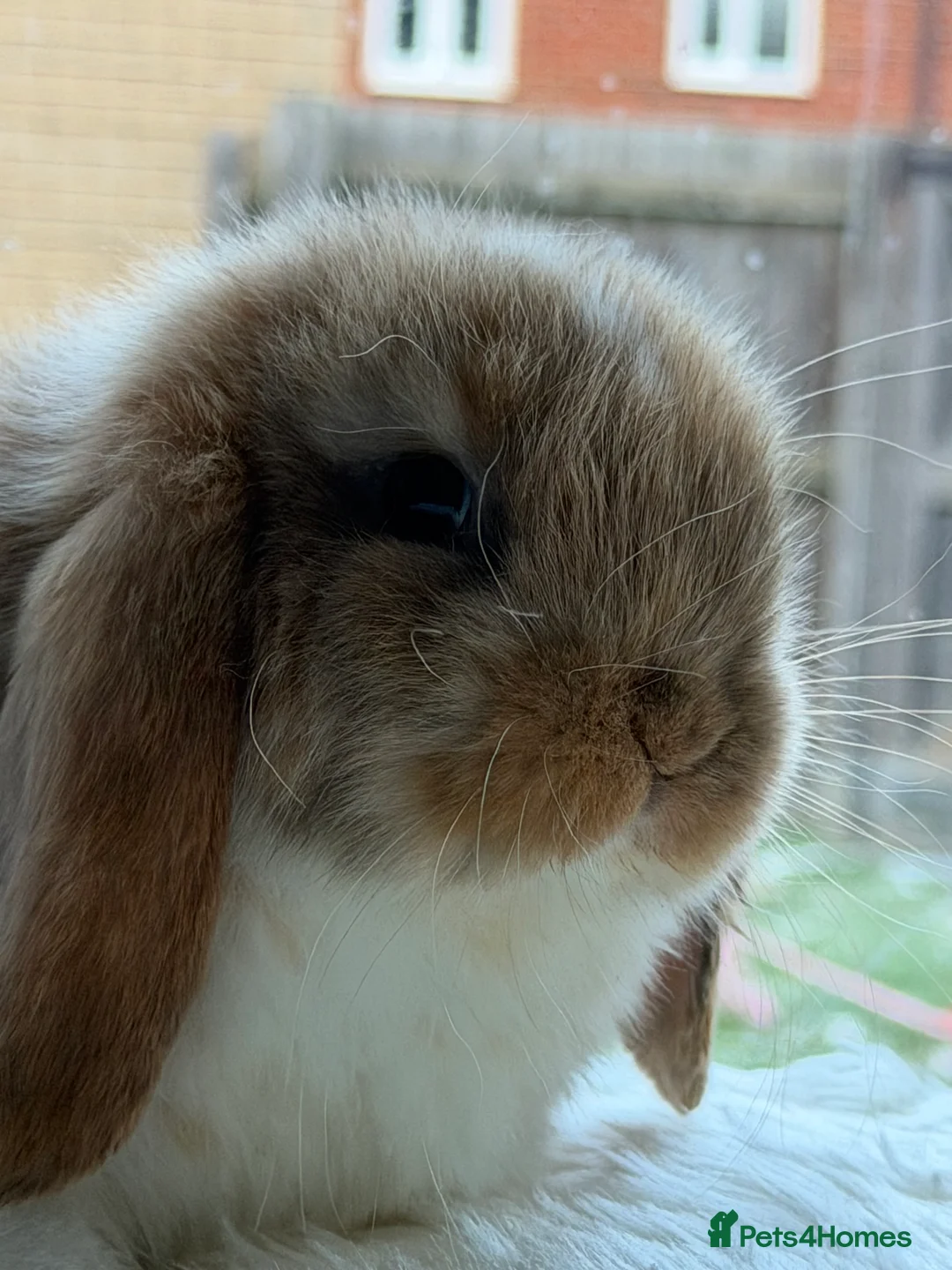 Mini Lop rabbits for sale: Adorable Friendly Mini Lop - Advert 12