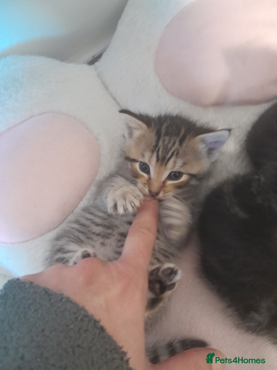 Mixed Breed cats for sale: Playful & cuddly Tabby-Bengal-Mix Kittens £200 - Image 33