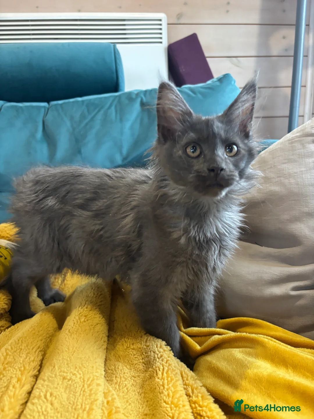 Maine Coon cats for sale: Last kitten - FiFe Maine Coons (ready Jan 21st) - Advert 3