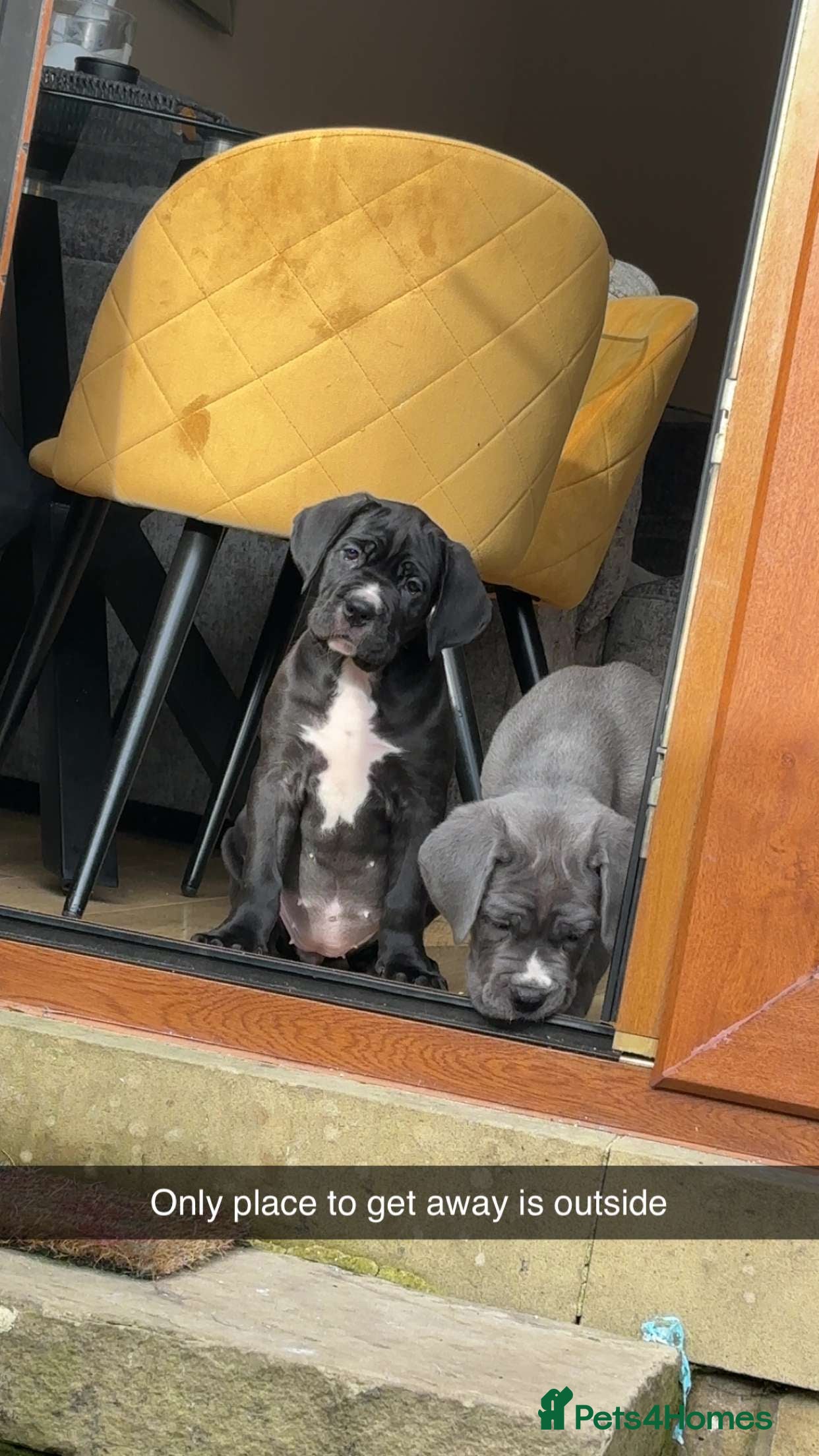 Cane Corso dogs last female cane corso pup left - Advert 6