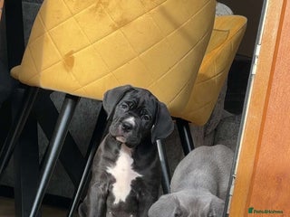Cane Corso dogs - Advert 6