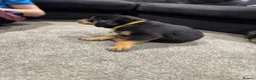 Rottweiler dogs for sale: 🐶🐾 Rottweiler puppies 🐾🐶 - Advert 21