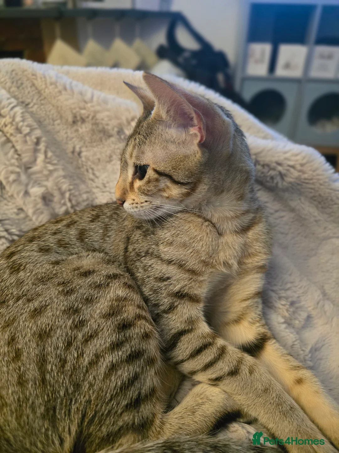 Savannah cats for sale: Savannah F8 Girl Kitten. - Advert 8