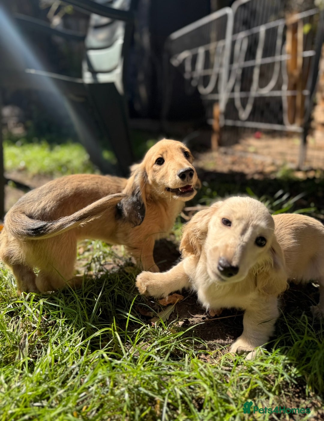 Miniature Dachshund dogs for sale: Beautiful Long-Haired Dachshund - Image 9