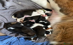 Saint Bernard dogs for sale: Stunning KC reg Saint Bernard puppies  - Image 15