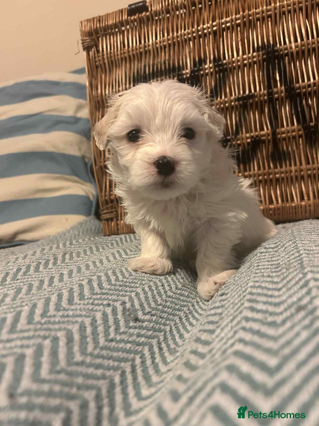 Mixed Breed dogs for sale: Stunning, Rare, Cotonese puppies  - Advert 13