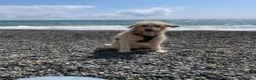 Goldendoodle dogs for stud: Proven F1 Goldendoodle for Stud in Penzance - Advert 11