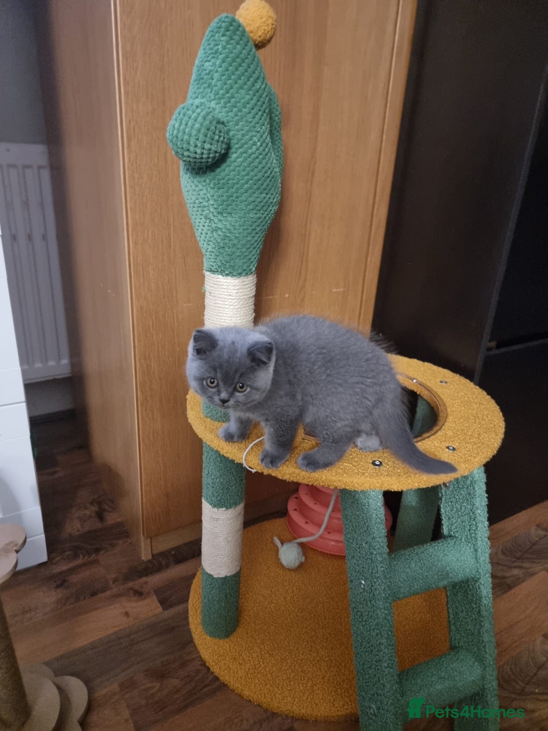 British Shorthair cats for sale: Last 2 Kittens Lilac & Blue Healthy GCCF Pedigree  - Image 2