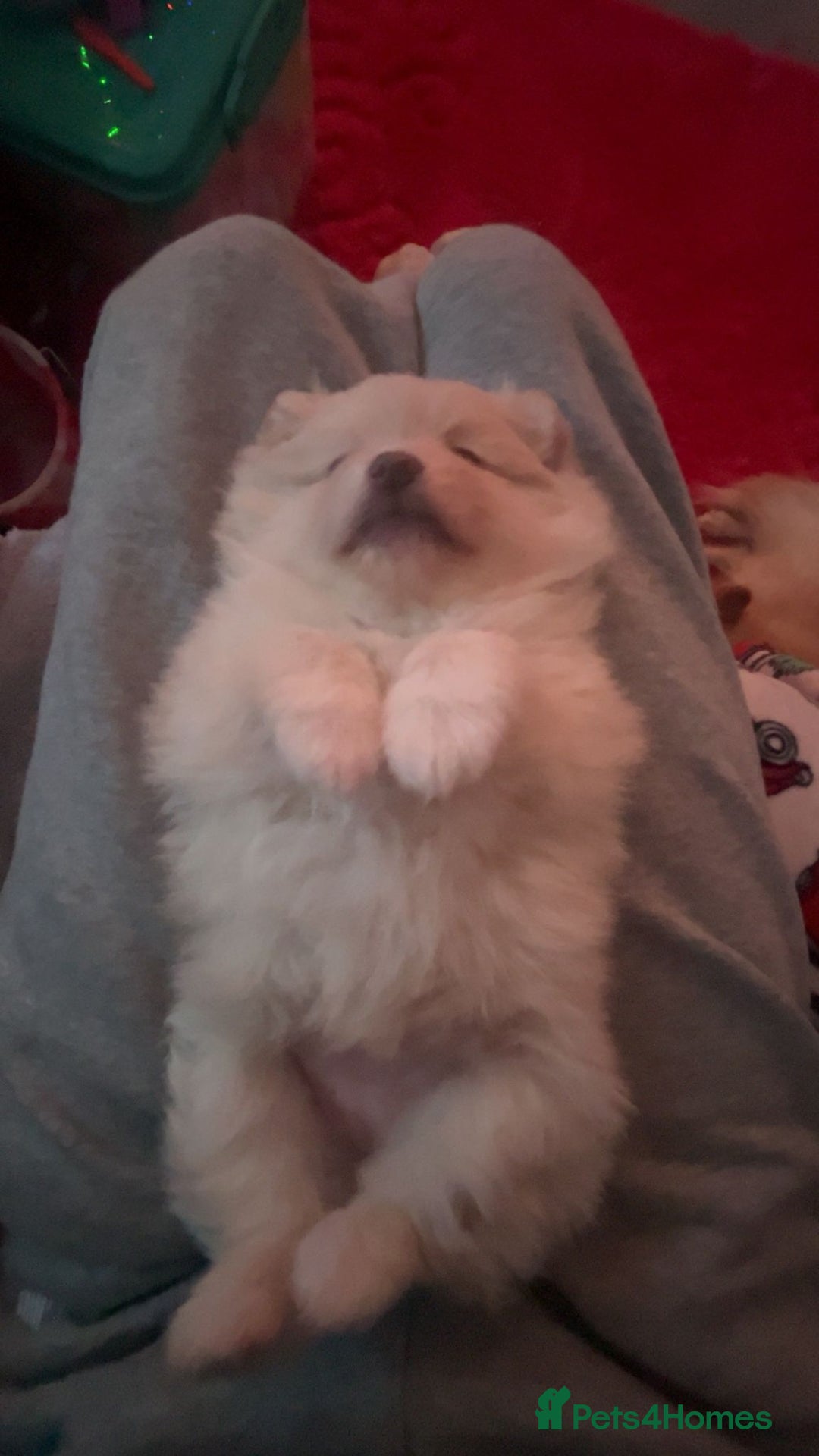 Pomeranian dogs for sale: Pomeranian Puppy For Sale - Advert 7