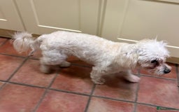 Lowchen dogs for adoption: 🐾 Meet BEAR — He is READY FOR A FRESH START 🧸 - Advert 11